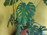 Grajewo ogłoszenia: Monstera deliciosa ? duża, zdrowa roślina doniczkowa

Na... - zdjęcie