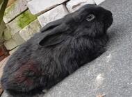 Grajewo ogłoszenia: Sprzedam króliki 2 samice rasy mieszanej barana fraciskiego i... - zdjęcie