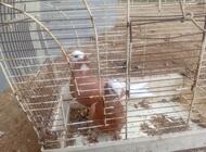 Grajewo ogłoszenia: Sprzedam .para .wajszkopy żółte. - zdjęcie