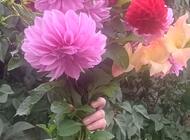 Grajewo ogłoszenia: ---Sprzedam cebulki  kwiatów   mieczyków
w kolorze rose suprem... - zdjęcie