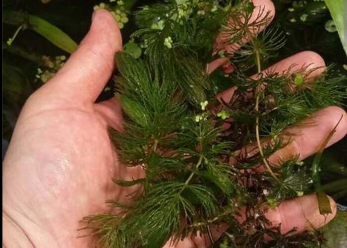 Grajewo ogłoszenia: Oddam za 10zł lub wymienię na gupiki/molinezje sporą ilość...