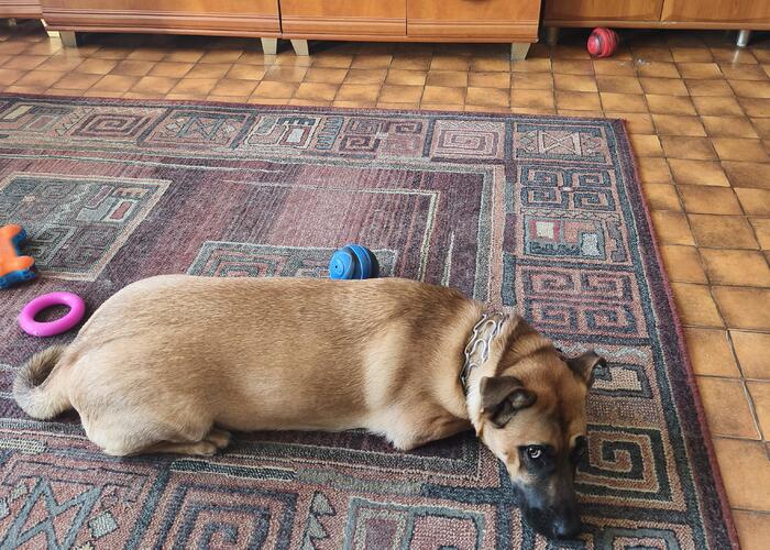 Grajewo ogłoszenia: Witam. Szukam domu dla rocznej suczki rasy kundelek. Piesek nie...