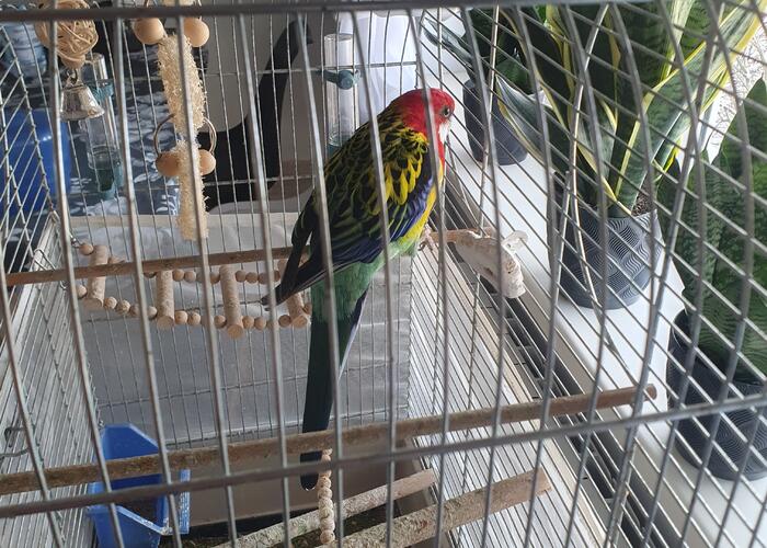 Grajewo ogłoszenia: Papuga Rozella białolica-samiec.