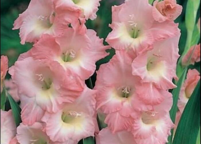 Grajewo ogłoszenia: ---Sprzedam cebulki  kwiatów   mieczyków
w kolorze rose suprem...