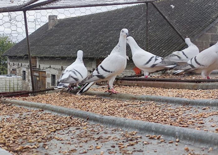 Grajewo ogłoszenia: Sprzedam gołębie widoczne na zdjęciach. Dwie pary i trzy młode....